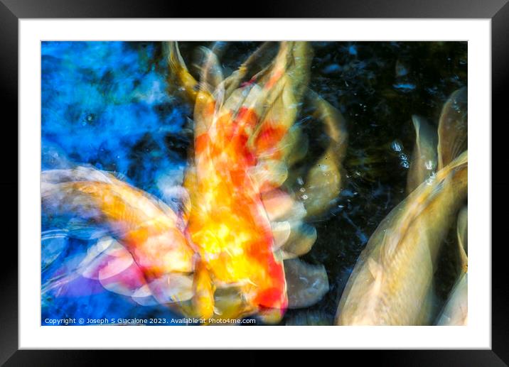 The Beauty Of Koi Framed Mounted Print by Joseph S Giacalone