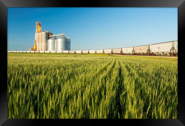 spring wheat field with new rail hopper cars on a loop track Framed Print by Dave Reede