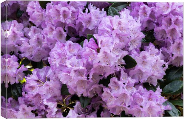 Rhododendron Susan Blooming Flowers Canvas Print by Artur Bogacki