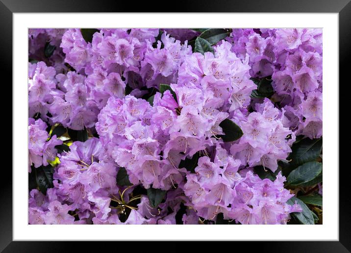 Rhododendron Susan Blooming Flowers Framed Mounted Print by Artur Bogacki