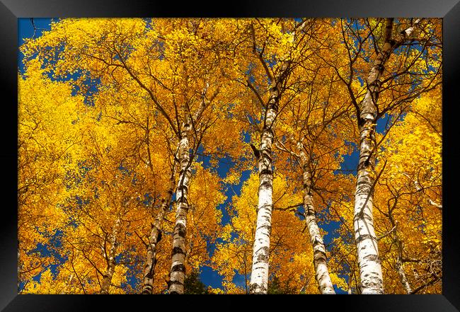 poplar trees in autumn colors Framed Print by Dave Reede