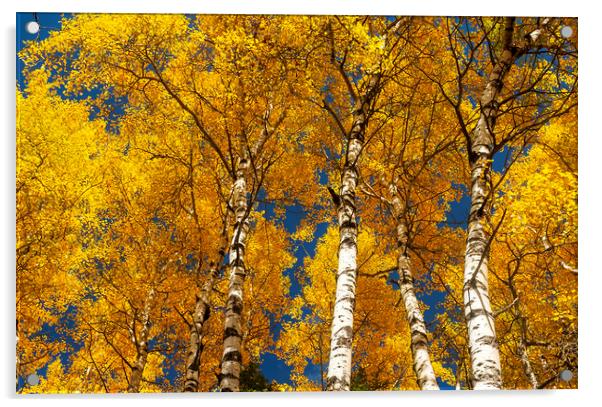 poplar trees in autumn colors Acrylic by Dave Reede