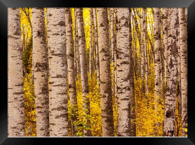 poplar forest Framed Print by Dave Reede