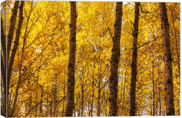 poplar trees in autumn colors Canvas Print by Dave Reede