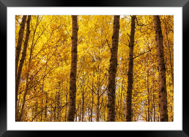 poplar trees in autumn colors Framed Mounted Print by Dave Reede