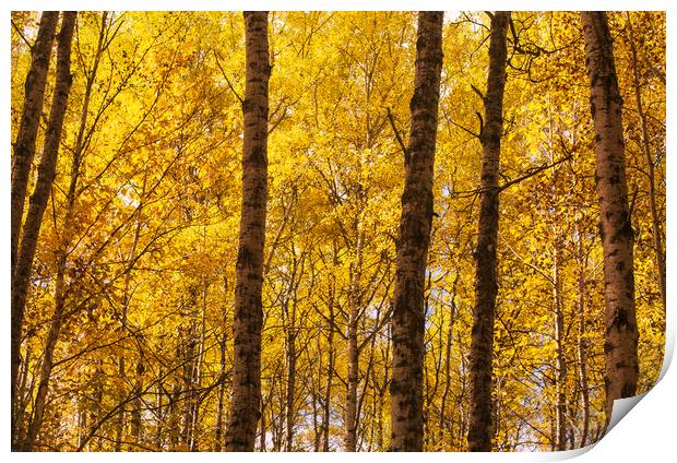 poplar trees in autumn colors Print by Dave Reede
