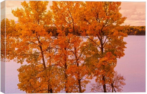 fall colours Canvas Print by Dave Reede
