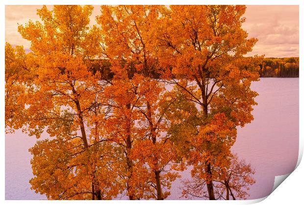 fall colours Print by Dave Reede