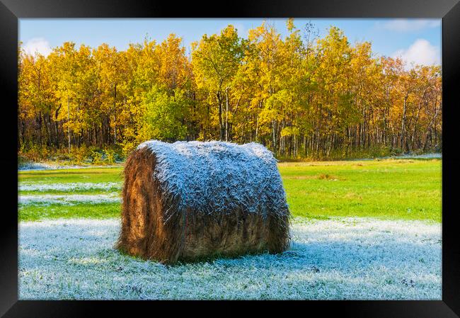 hay bale Framed Print by Dave Reede