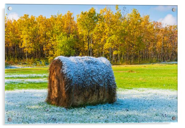 hay bale Acrylic by Dave Reede