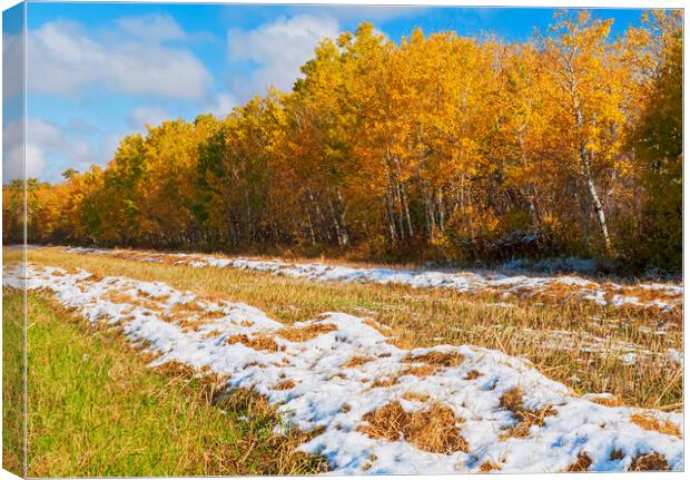 wheat stubble field with snow and aspens in autumn colour Canvas Print by Dave Reede