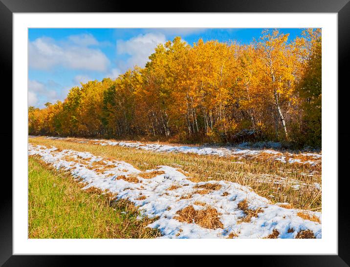 wheat stubble field with snow and aspens in autumn colour Framed Mounted Print by Dave Reede