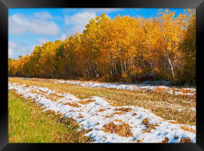 wheat stubble field with snow and aspens in autumn colour Framed Print by Dave Reede
