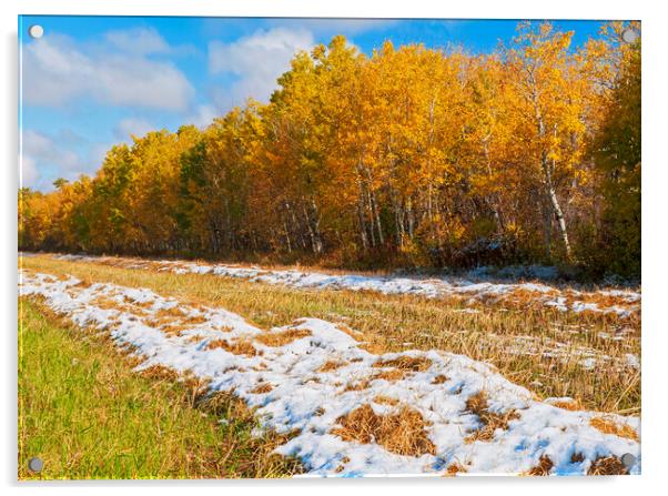 wheat stubble field with snow and aspens in autumn colour Acrylic by Dave Reede