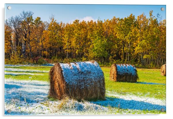 first snow over hay bales Acrylic by Dave Reede