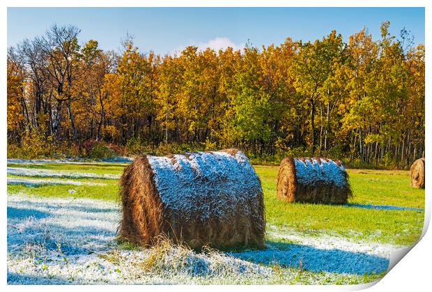 first snow over hay bales Print by Dave Reede