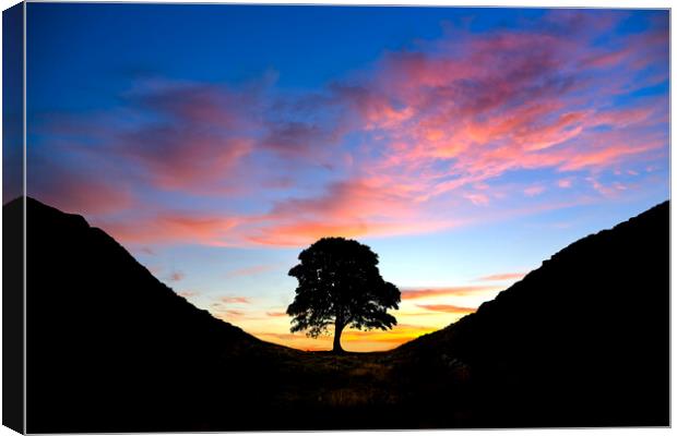 Sycamore Gap Canvas Print by Alison Chambers