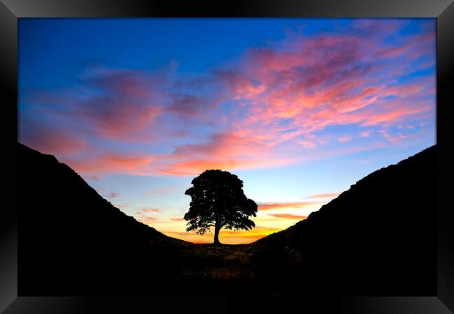 Sycamore Gap Framed Print by Alison Chambers