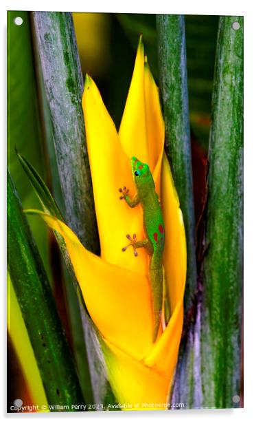 Gold Dust Day Gecko Yellow Lobster Claw Hawaii Acrylic by William Perry
