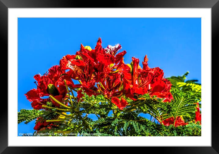 Red Flame Tree Flowers Honolulu Oahu Hawaii Framed Mounted Print by William Perry