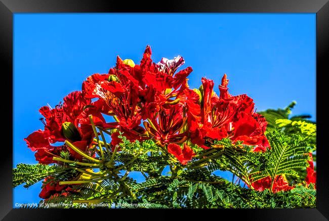 Red Flame Tree Flowers Honolulu Oahu Hawaii Framed Print by William Perry