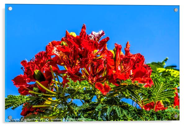 Red Flame Tree Flowers Honolulu Oahu Hawaii Acrylic by William Perry