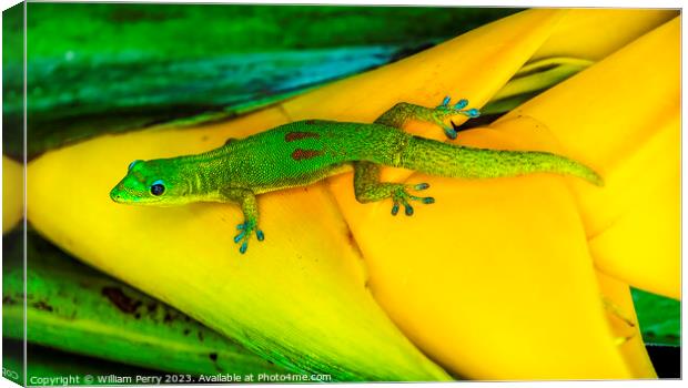Gold Dust Day Gecko Yellow Lobster Claw Hawaii Canvas Print by William Perry