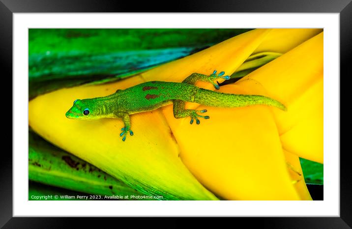 Gold Dust Day Gecko Yellow Lobster Claw Hawaii Framed Mounted Print by William Perry