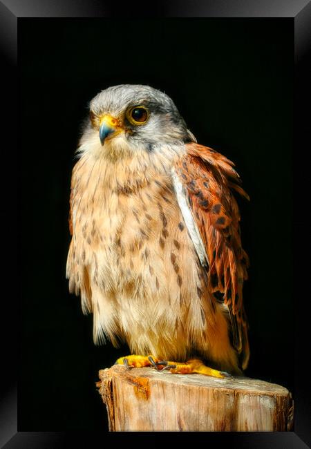 Kestrel 3 Framed Print by Helkoryo Photography