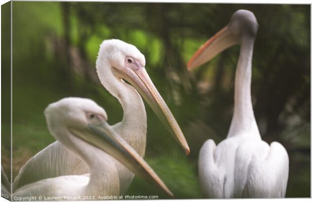 Three american white pelicans (pelecanus erythrorhynchos). Photo Canvas Print by Laurent Renault
