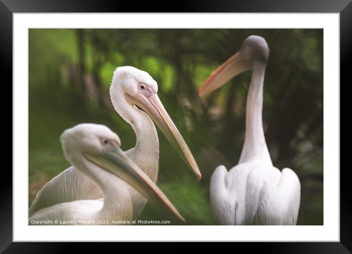 Three american white pelicans (pelecanus erythrorhynchos). Photo Framed Mounted Print by Laurent Renault