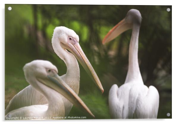Three american white pelicans (pelecanus erythrorhynchos). Photo Acrylic by Laurent Renault