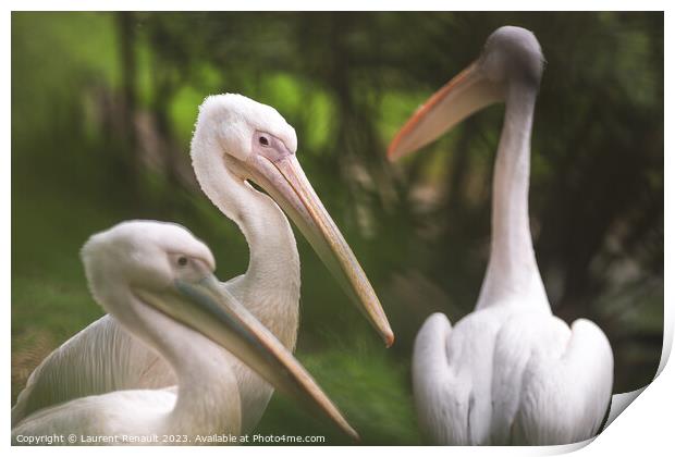 Three american white pelicans (pelecanus erythrorhynchos). Photo Print by Laurent Renault