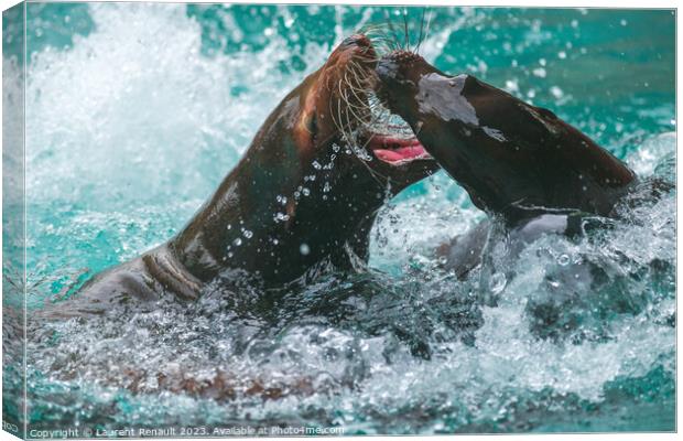 Sea Lions Playing in water. Photography taken in France Canvas Print by Laurent Renault