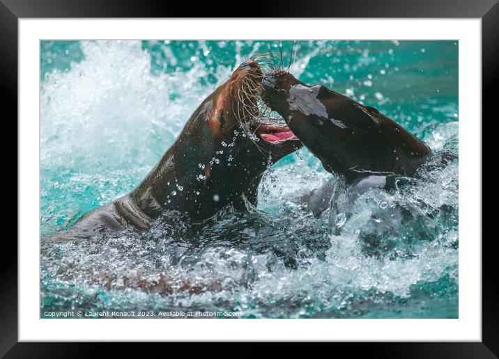 Sea Lions Playing in water. Photography taken in France Framed Mounted Print by Laurent Renault