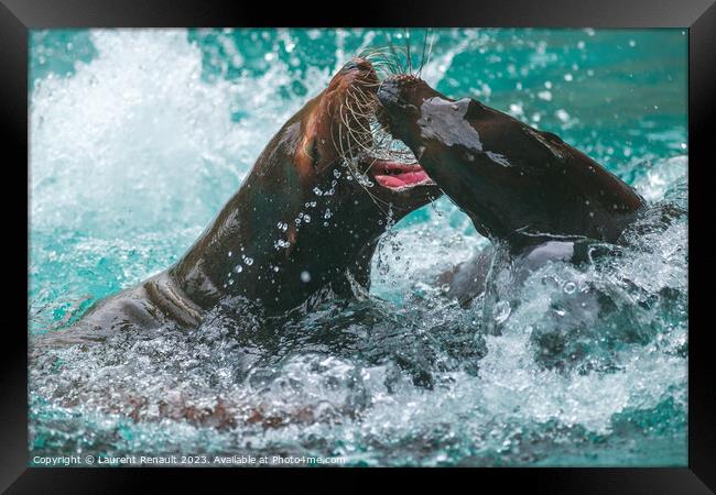 Sea Lions Playing in water. Photography taken in France Framed Print by Laurent Renault