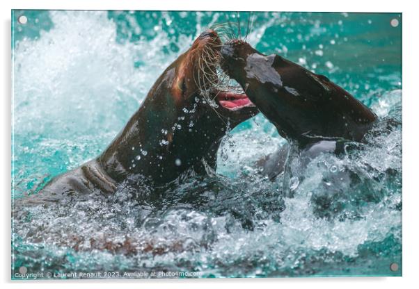 Sea Lions Playing in water. Photography taken in France Acrylic by Laurent Renault