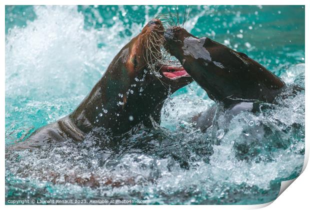 Sea Lions Playing in water. Photography taken in France Print by Laurent Renault