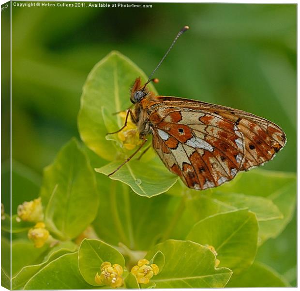 PEARL BORDERED FRITILLARY Canvas Print by Helen Cullens