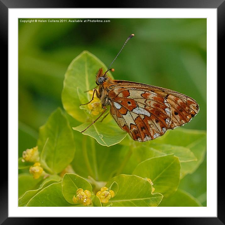 PEARL BORDERED FRITILLARY Framed Mounted Print by Helen Cullens