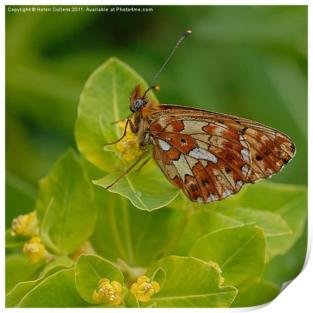 PEARL BORDERED FRITILLARY Print by Helen Cullens