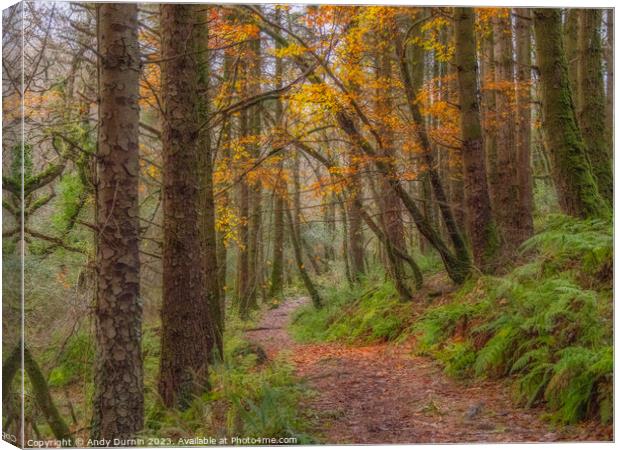 Autumnal Woodland Walk Canvas Print by Andy Durnin