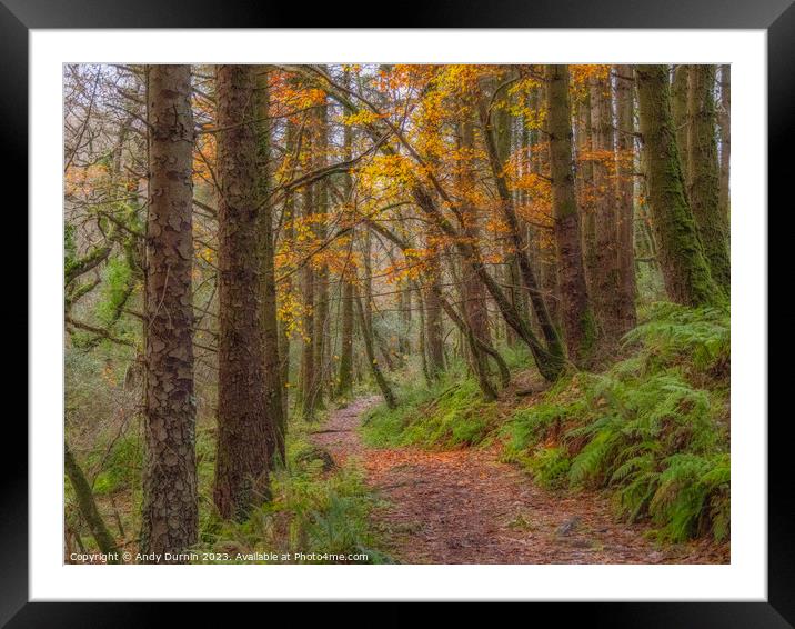 Autumnal Woodland Walk Framed Mounted Print by Andy Durnin