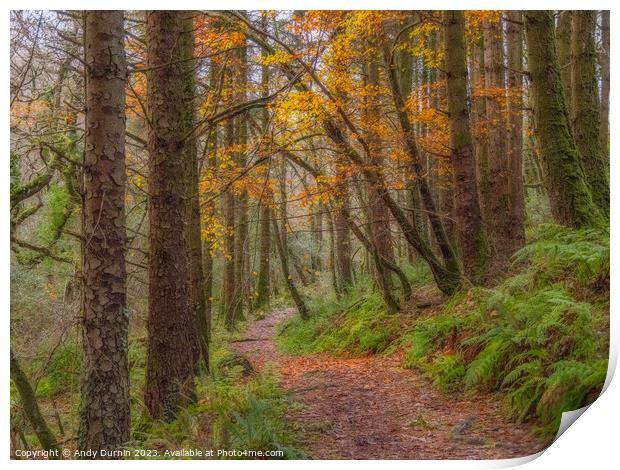 Autumnal Woodland Walk Print by Andy Durnin