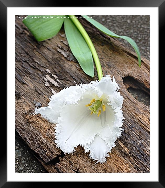 FRILLY WHITE TULIP Framed Mounted Print by Helen Cullens