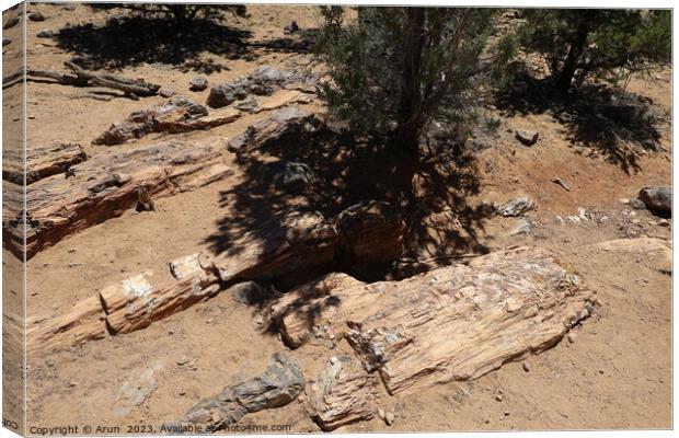 Petrified forest state park Utah Canvas Print by Arun 