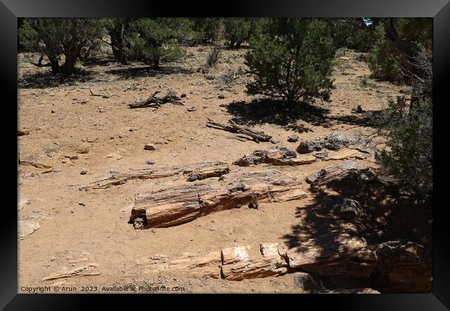 Petrified forest state park Utah Framed Print by Arun 