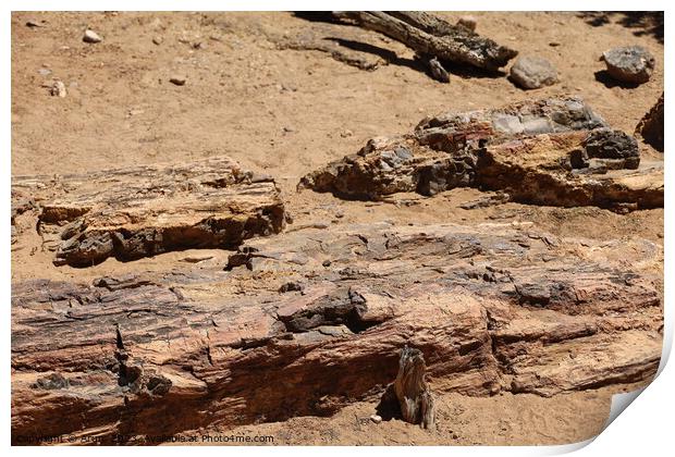 Petrified forest state park Utah Print by Arun 