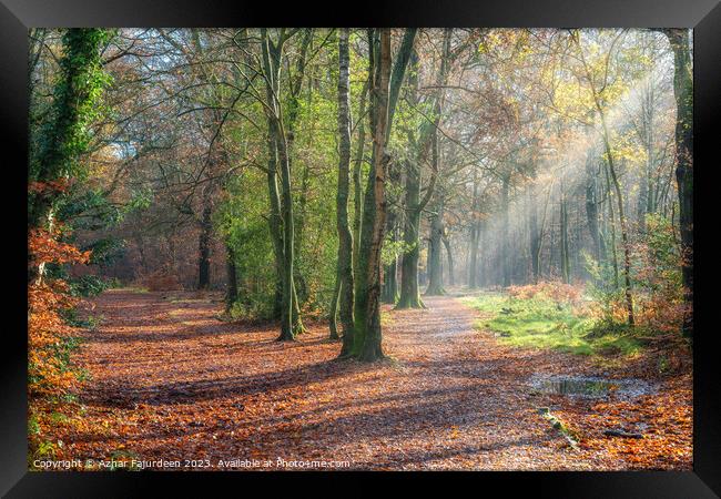 Autumn forest sunlight path Framed Print by Azhar Fajurdeen