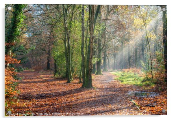 Autumn forest sunlight path Acrylic by Azhar Fajurdeen